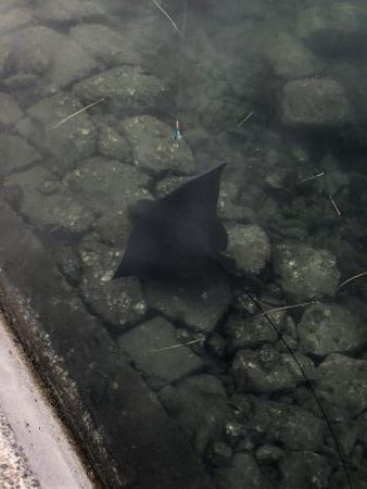 青物は釣れなかったけど、、