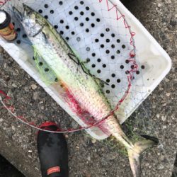 ショゴ狙ってサワラ釣る