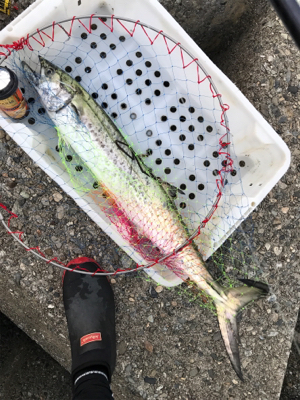 ショゴ狙ってサワラ釣る