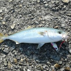 タチウオ　青物狙い