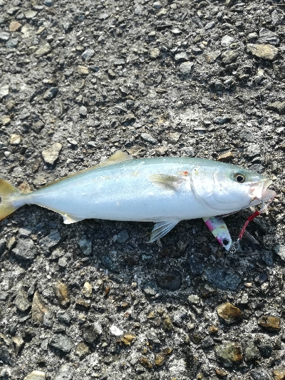 タチウオ　青物狙い