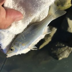 サナギフカセ最高!