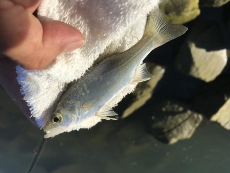 サナギフカセ最高!