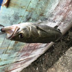 岸ジギバラし続き