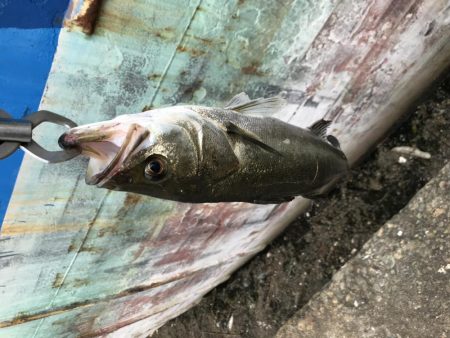 岸ジギバラし続き