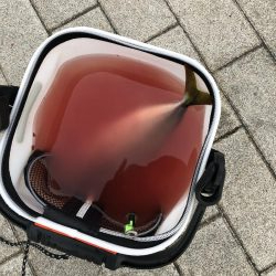 まさかのシーバスが釣れました