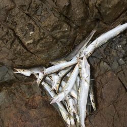 夏のライトショアジギング9