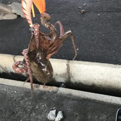 猛暑の中でもタコ