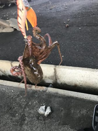 猛暑の中でもタコ