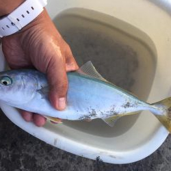 ソウダガツオ狙い