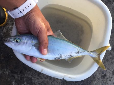 ソウダガツオ狙い