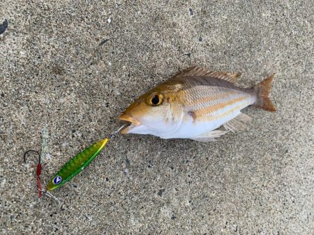 ソルトルアーで五目釣り