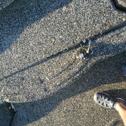 夏本番！！トップチニングで本チヌゲット！！