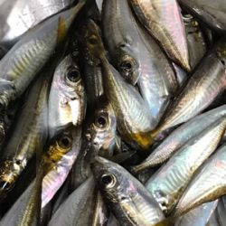 やっぱり、豆アジのみ…