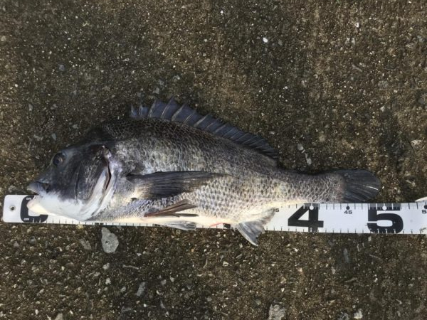 イチノ兄弟、釣果!