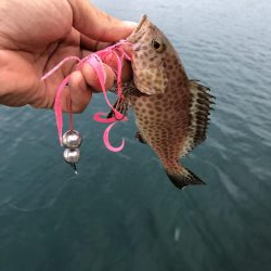 ハタ釣り