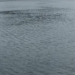 おニューのタモ