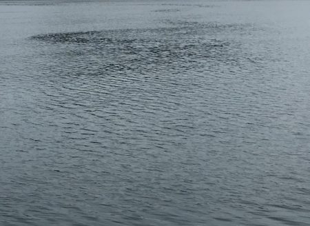 おニューのタモ