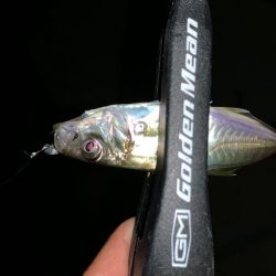 ケンサキイカ撃沈