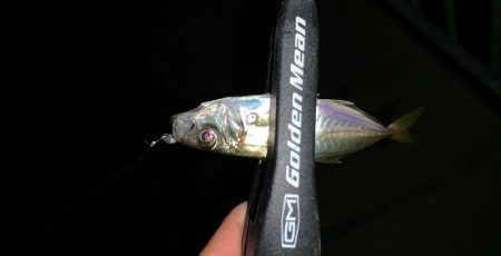 ケンサキイカ撃沈