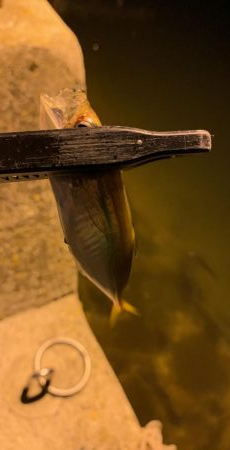 まさかのメッキ