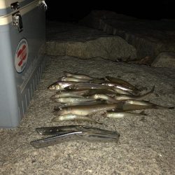 キスの投げ釣り