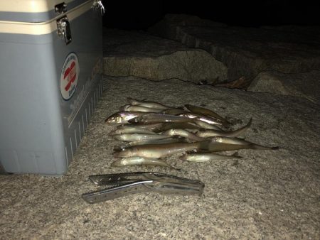 キスの投げ釣り