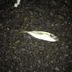 アジング  サイズは多少アップかな