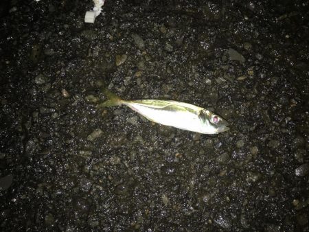 アジング  サイズは多少アップかな