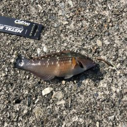 夕マズメにちょいと