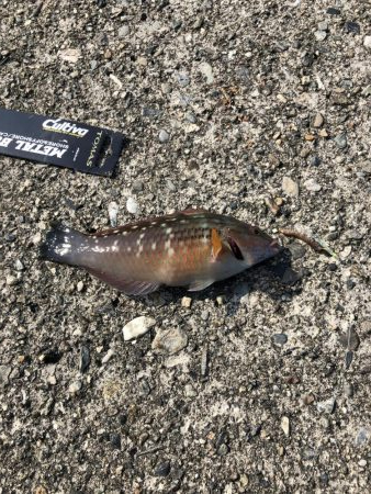 夕マズメにちょいと