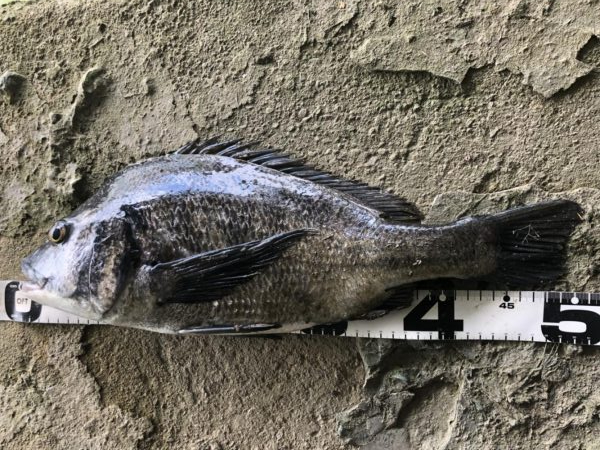 イチノ兄弟、釣果！