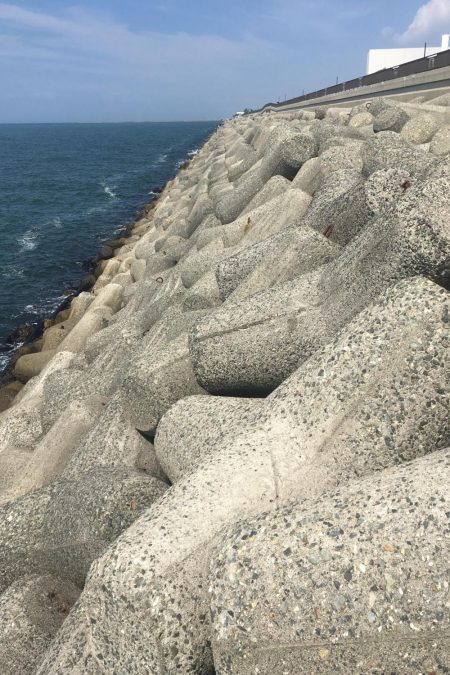 ツバスとアジとイワシ