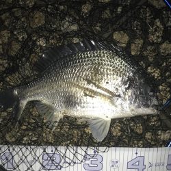 ゲリラ豪雨の後すかさず