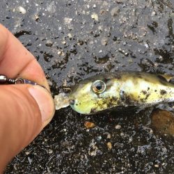 アジ サバ 少し大きくなりました(^^)