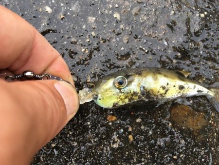 アジ サバ 少し大きくなりました(^^)