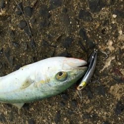 SLSライトタックルで小型回遊魚。本格化！？