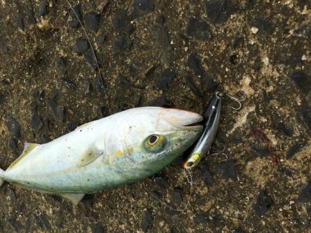 SLSライトタックルで小型回遊魚。本格化！？