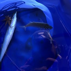 夏のライトショアジギング4