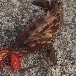 ゆったりライトロック