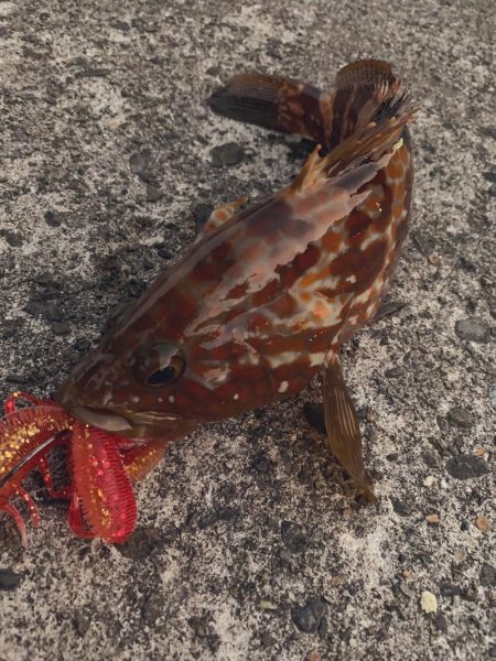 ゆったりライトロック