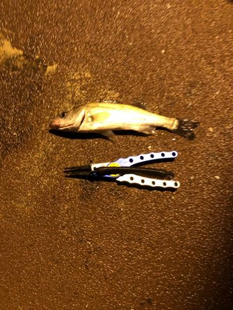 小さいのしか釣れない