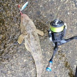 SLSでマゴチヒット！