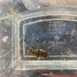 サッパは美味しいよね!