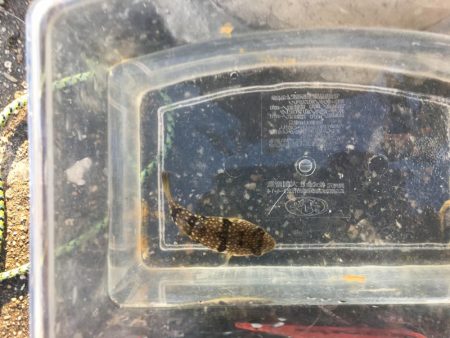 サッパは美味しいよね!