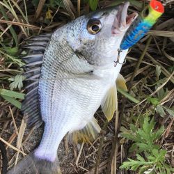 ポッパーキビレ