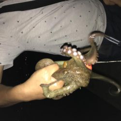 花火大会とタコ釣り