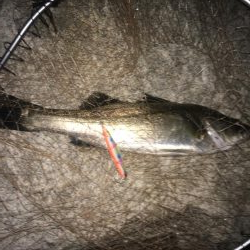 一投目からナイスフィッシュ