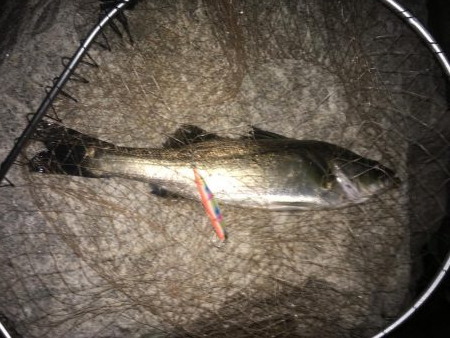 一投目からナイスフィッシュ