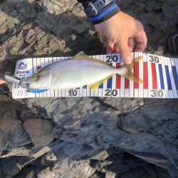 小っさいけど青物‼︎